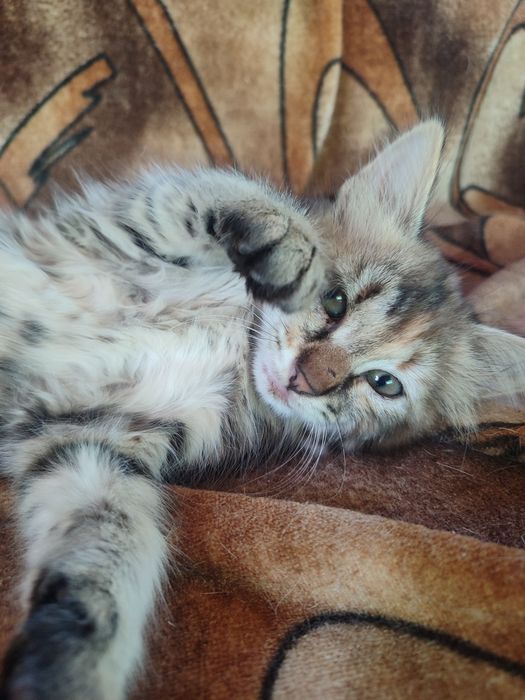 Подаряваме котета