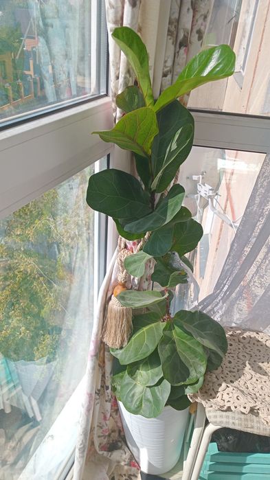 Продам  цветы разные, большие