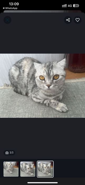 Отдам в добрые руки