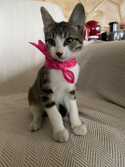 Pisic spre adopție