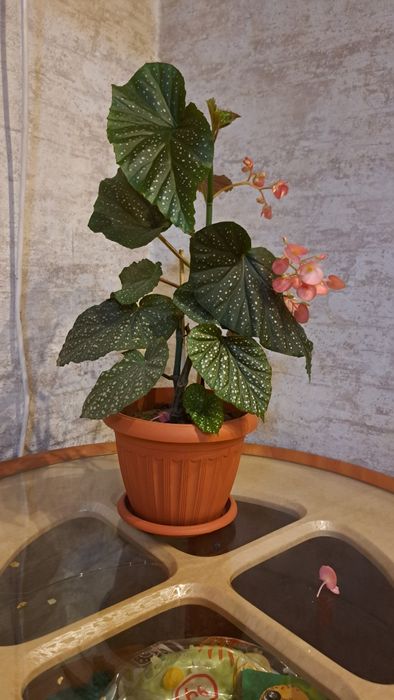 Комнатные  цветы