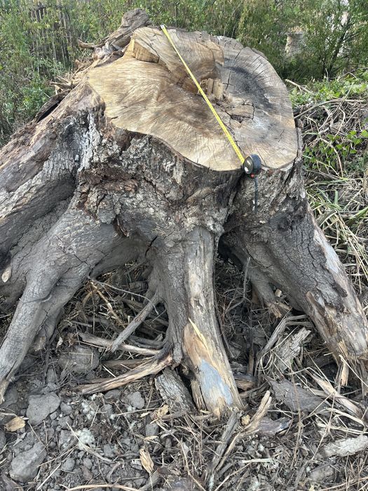 Nuc radacina diametru 90