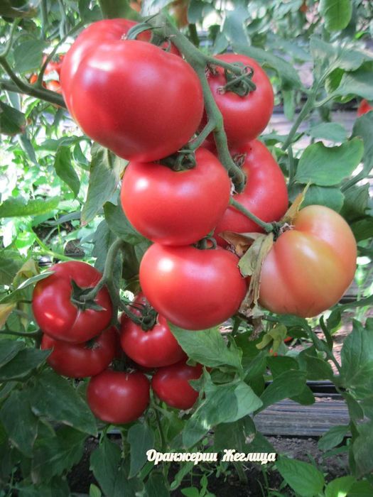 Разсади за Домати, Краставици, Билки и Цветя