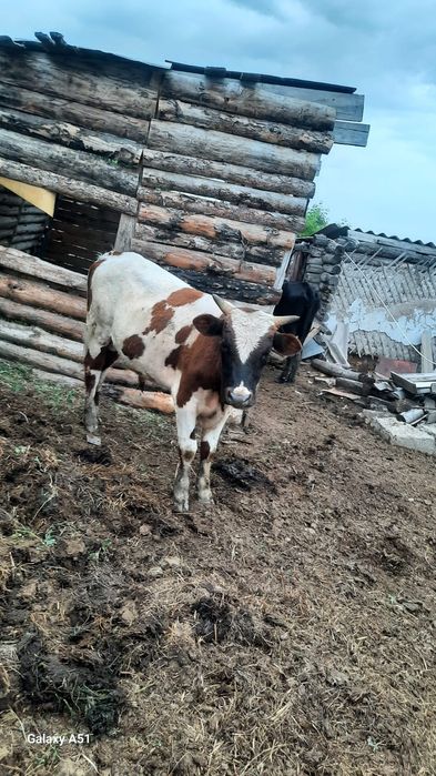 Продам бычка годовалый