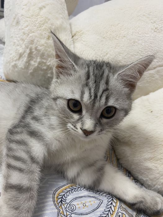 Поодам котенка , британская шиншилла