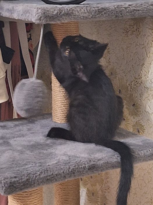 Котёнок девочка 1,5 месяца