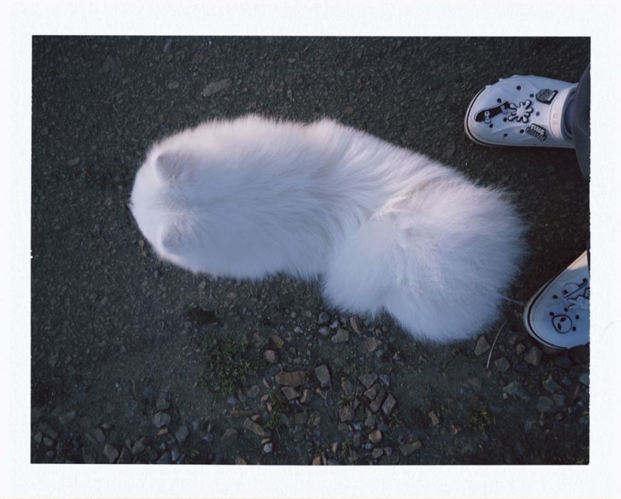 Немецкий щпиц белый