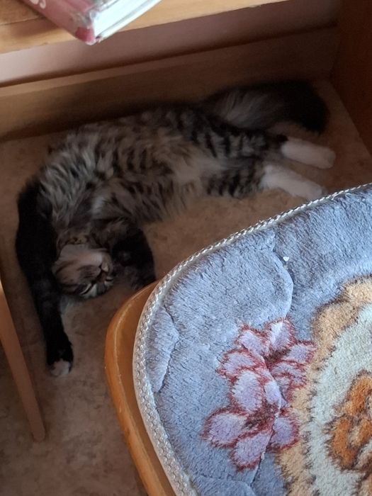 Котик,3 месяца примерно
