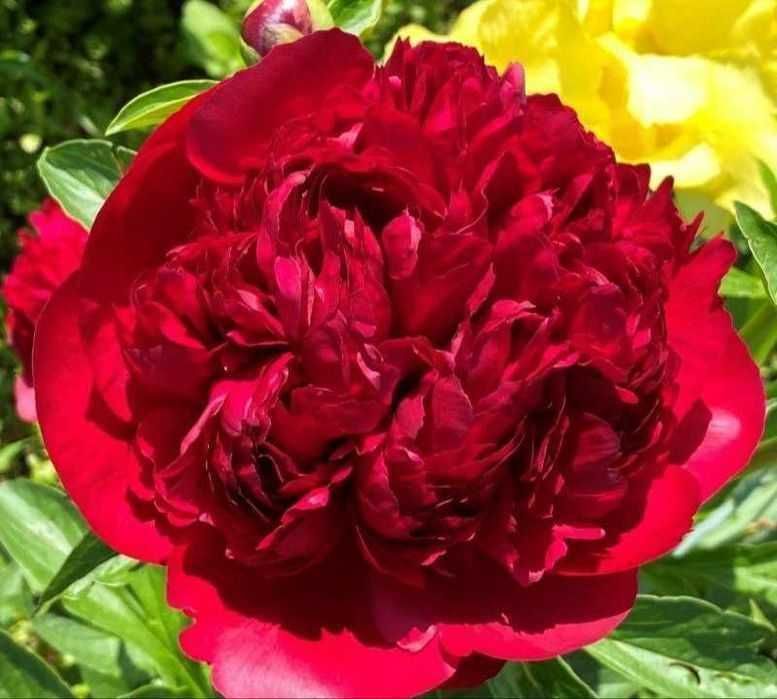 Rizomi ( bulbi) de Bujor Nobil Gigant, pt plantat, disponibil pe nuante de alb, roz, galben  rosu  portocaliu  mov, visiniu