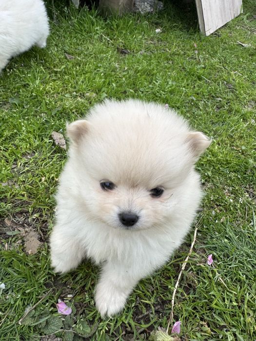 Мини померани