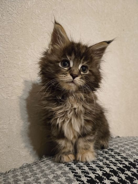 Шикарные Малыши Мейн Куна Классики и Полидакты