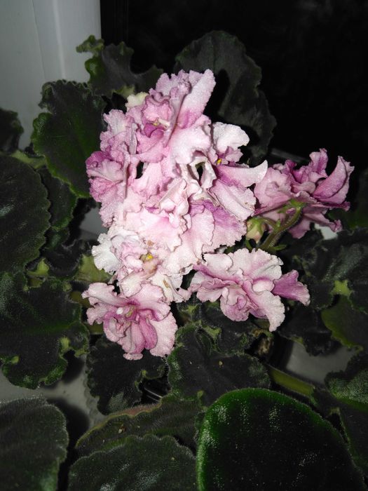 Фиалка/сенполия. Сортовая.