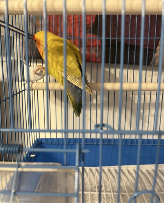 Schimb/vand femela Agapornis Roseicollis