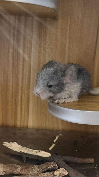 Шиншилла шиншила