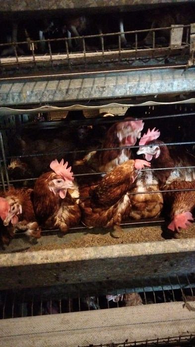 Куры несушки красные