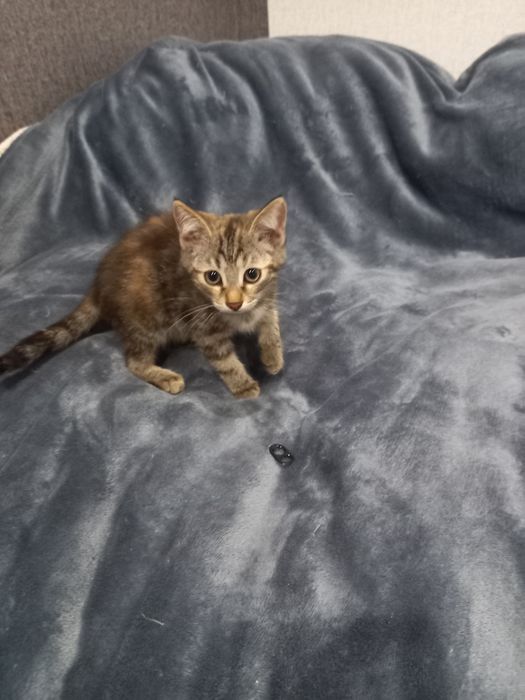 Котята Бесплатно