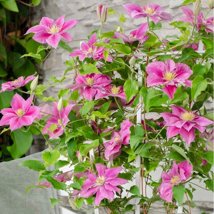 Climatis (Diferite culori )
