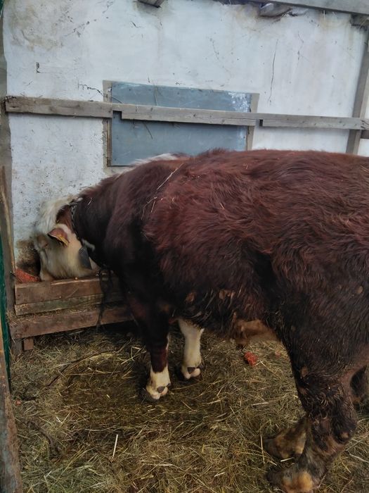 Продам быка год 9