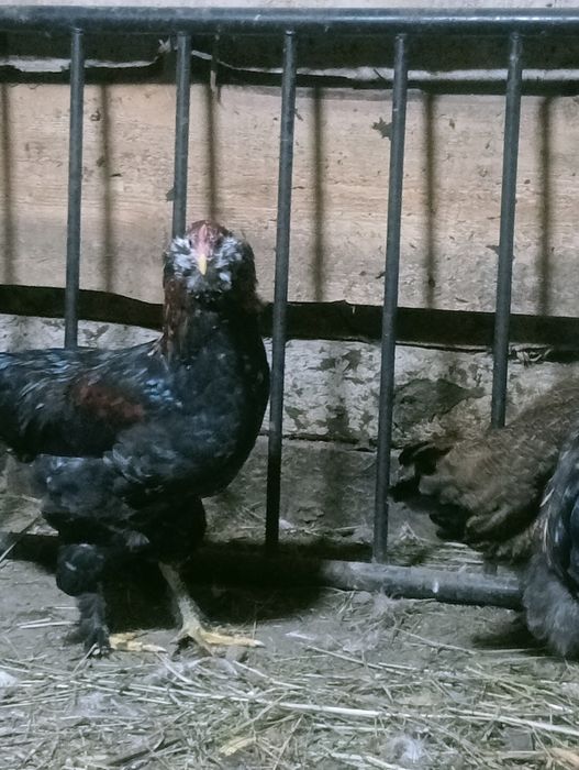 Продаются петушки