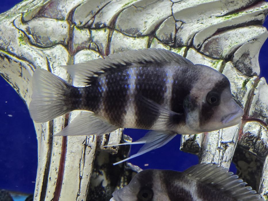 Продам аквариумных рыб