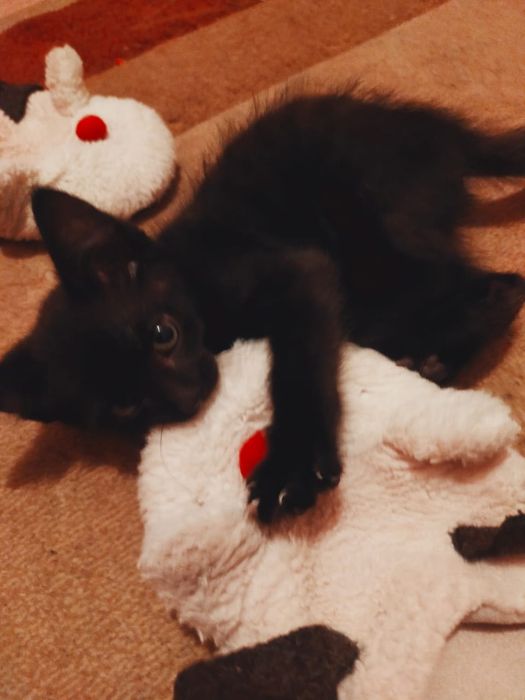Котенок по имени чёрныш.