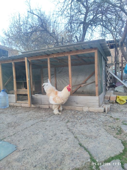 Продаётся чистокровный брама,10 месяцев крупный цвет белое золот