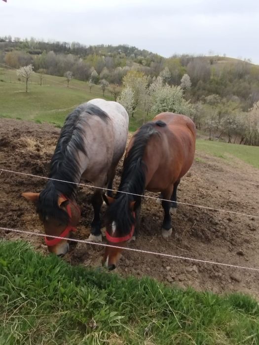 Iapa si manz de vanzare