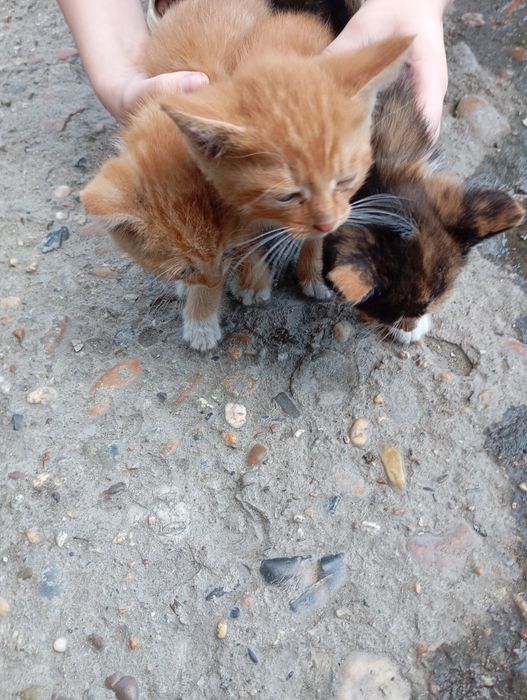 Срочно отдам котят