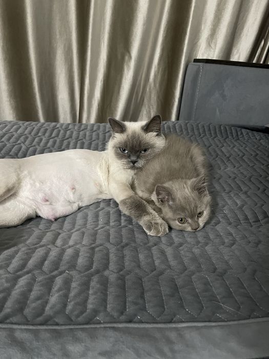 Продам британских котят