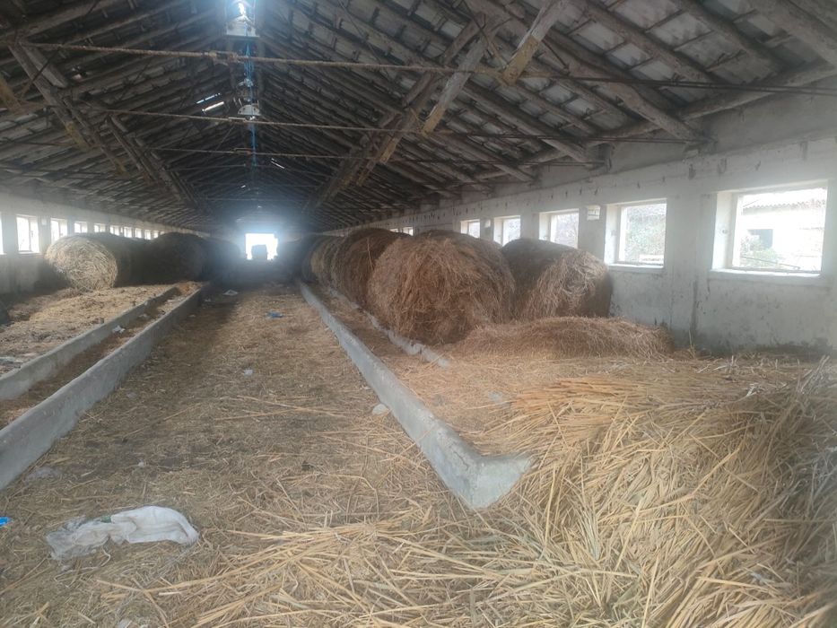 Vand ferma cu 2 grajduri (65 x 13)  fiecare. Suprafață totală 4500m2.