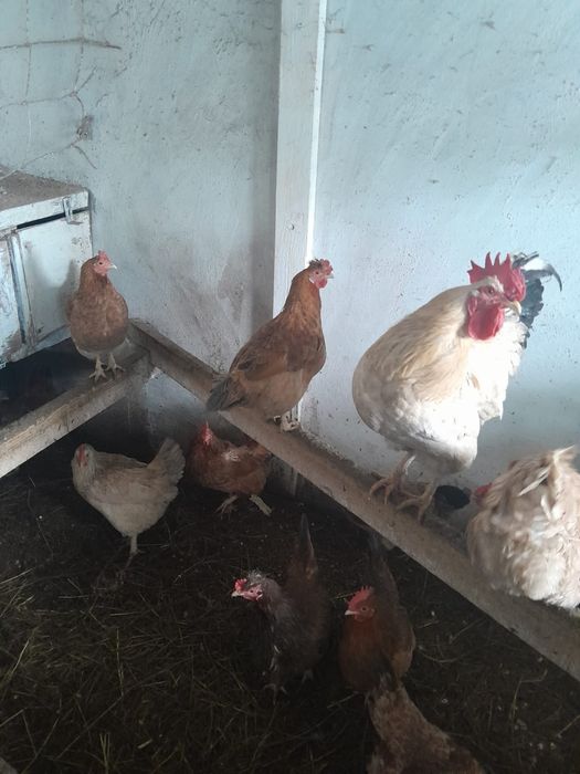 Продам курей,петушков