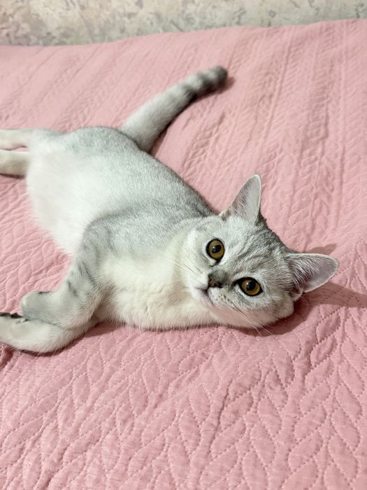 Котенок-девочка 4 месяца серебристая шиншилла
