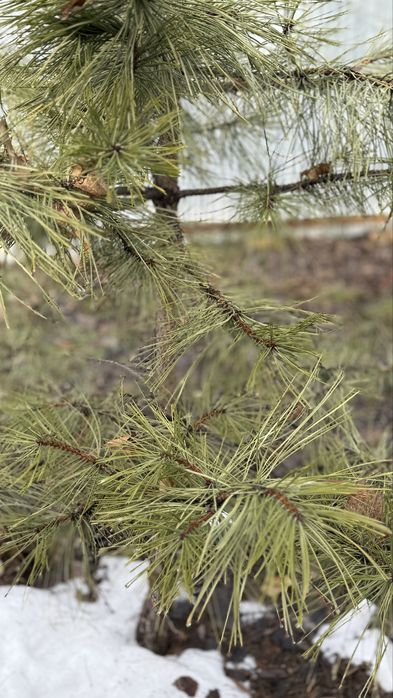 Крымская сосна 2м
