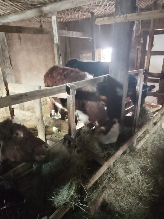 Продам жирных телок