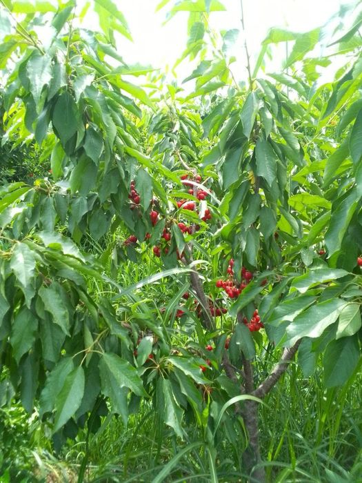 Гилос кучатлари сотилади