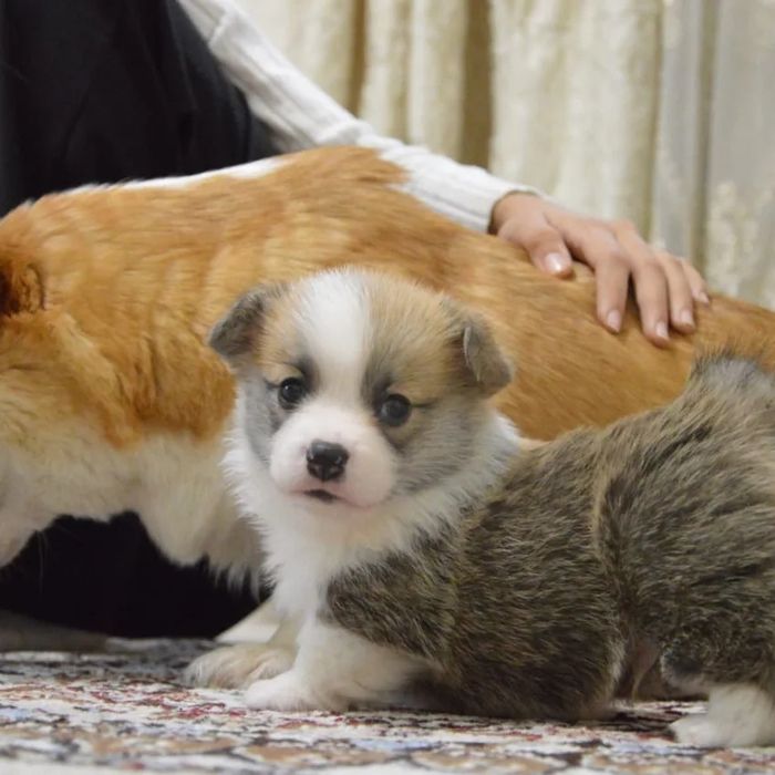 Вельш корги пемброг щенки шикарные