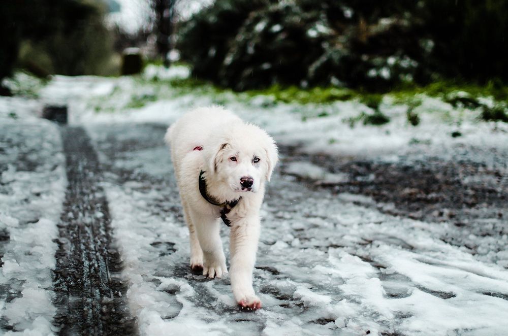 Nikon AF-S 50mm f/1.4G обектив Никон