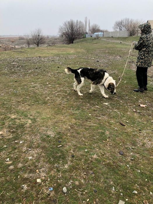 Алабаи ит сатылады