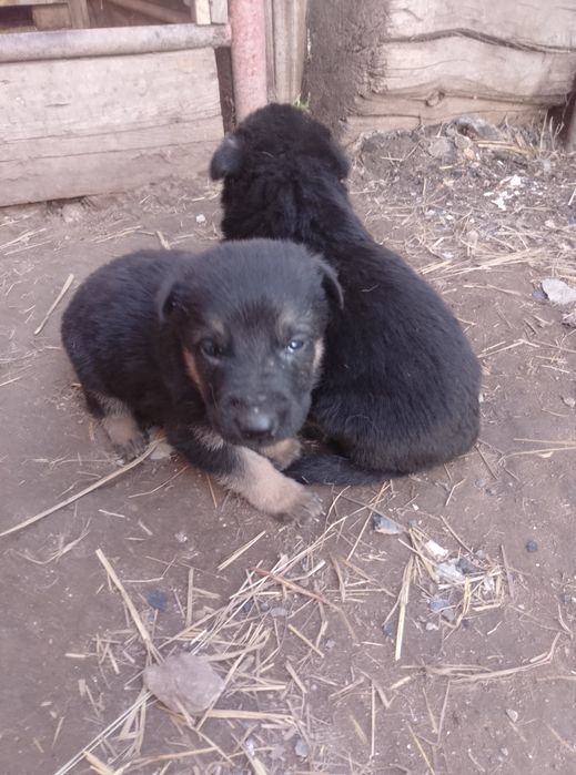 Продам щенков овчарки