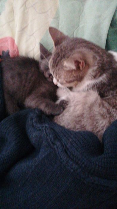 Пропала кошечка в