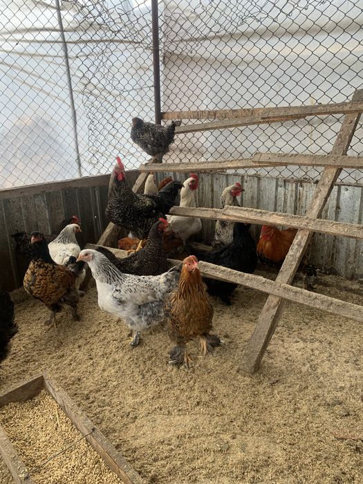 Продается куры петушки