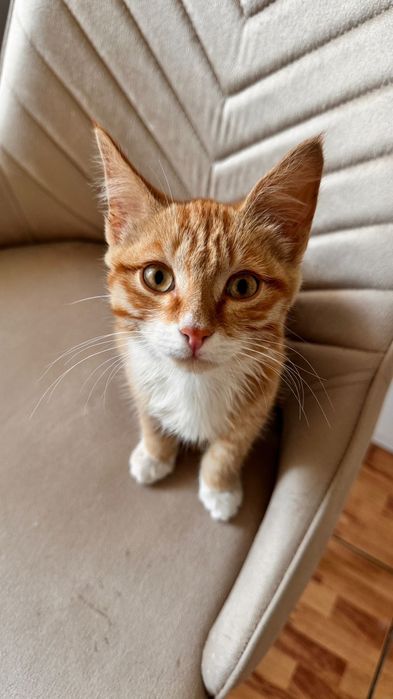Отдам котёнка в добрые руки