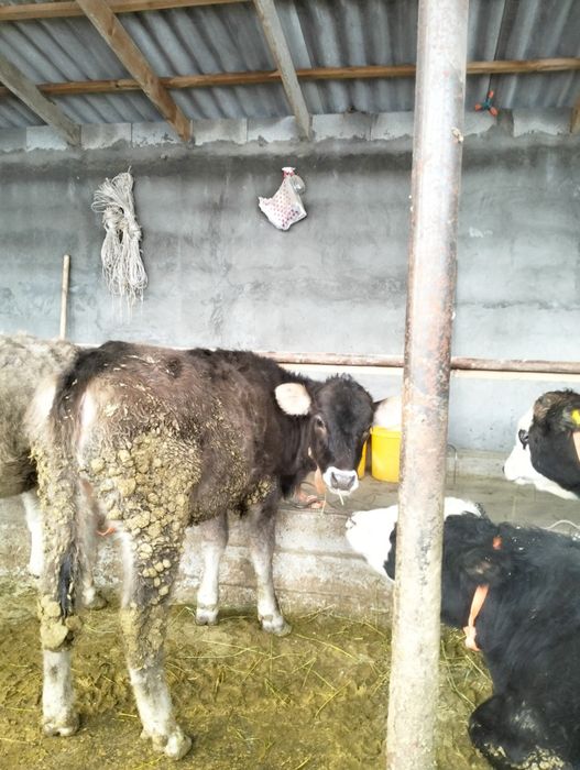 Урқашы тайынша сатылады 4 бас