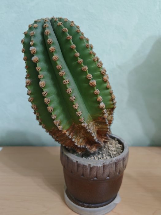 Продам кактусы, цветут.