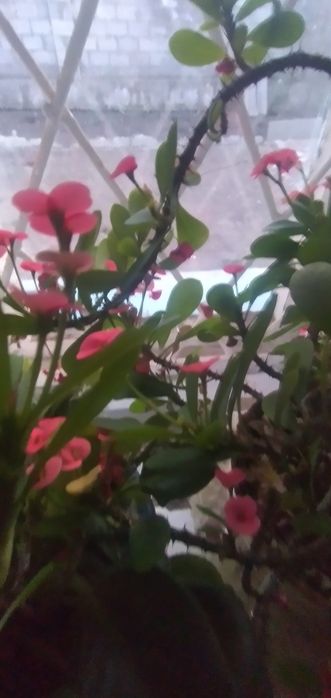 Продаются комнатные