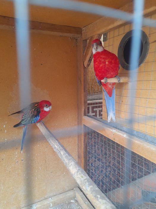 Razella papugay qushla