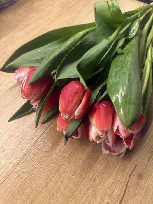 Продам тюльпаны очень красивые