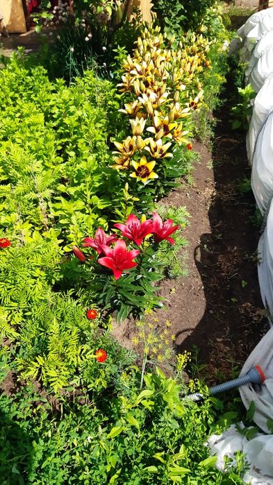 Продам дачу 17 маршрут 1общество