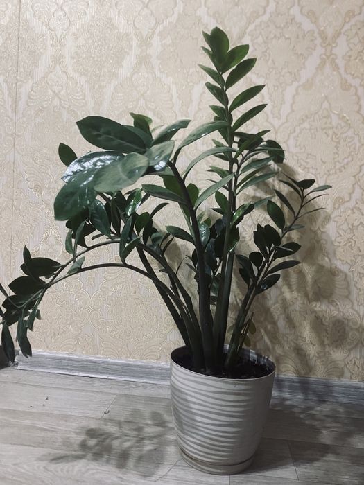 долларовое дерево