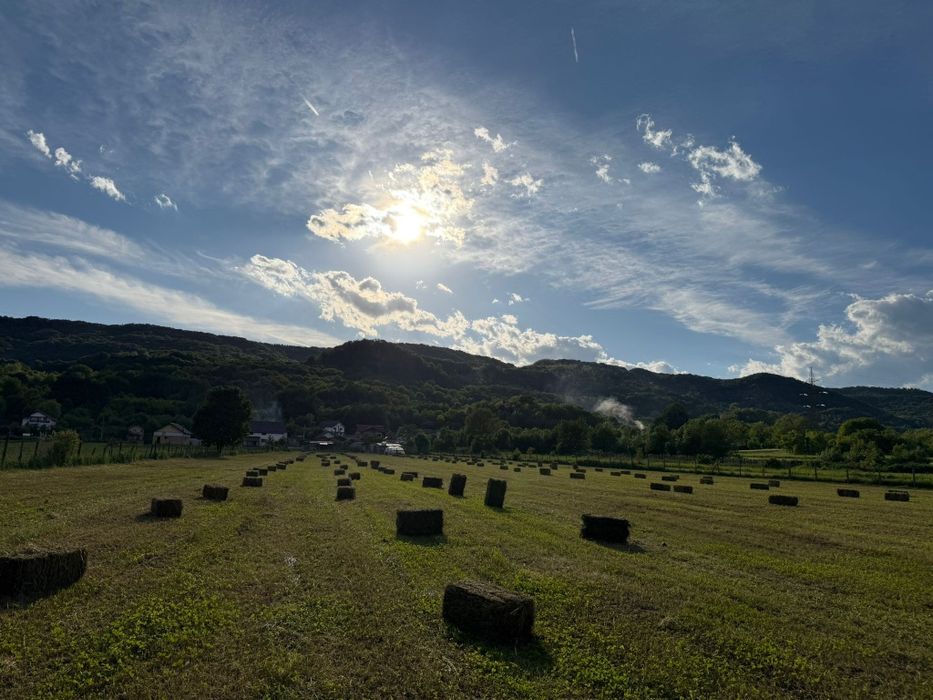 Baloti lucerna de vanzare